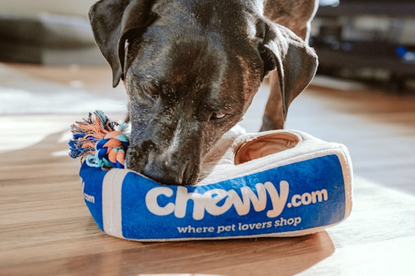 Homeward Bound program